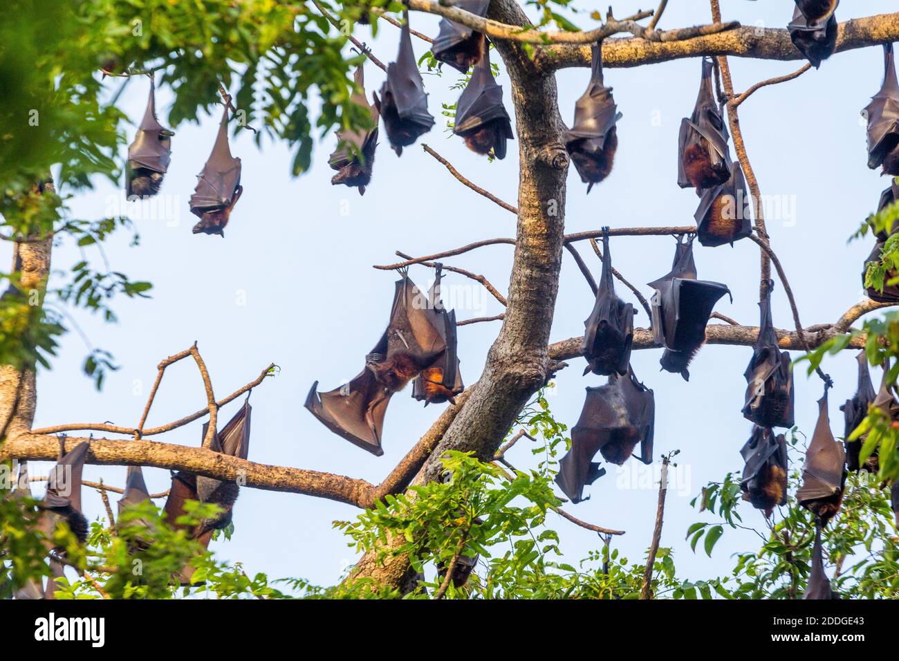 Fruit bats roosting in Palawan, Philippines Stock Photo Alamy