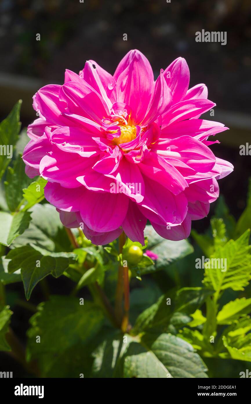 Pink Dahlia Onesta flowering in an English garden in July UK Stock Photo