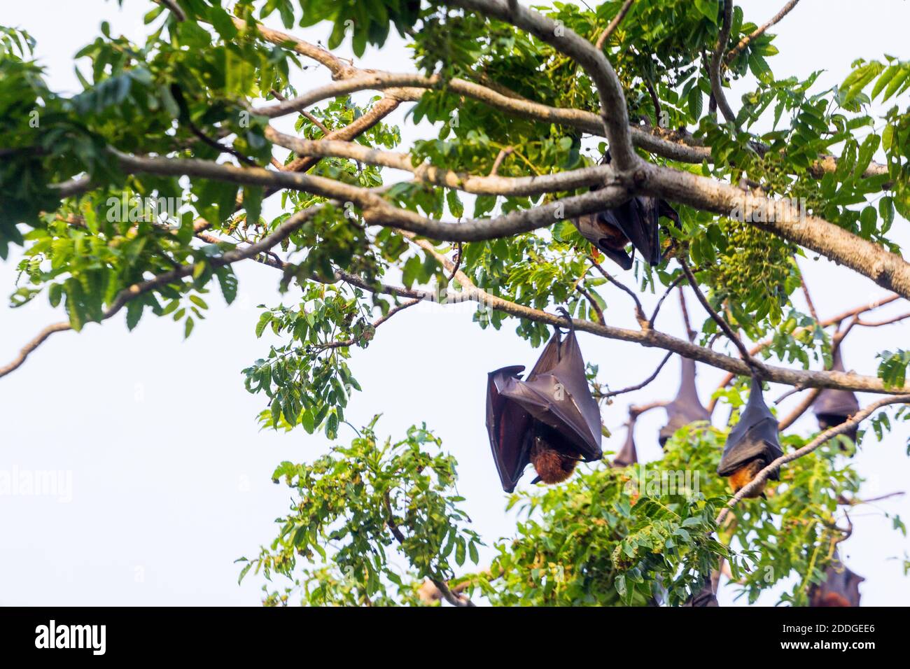 Fruit bats roosting in Palawan, Philippines Stock Photo Alamy