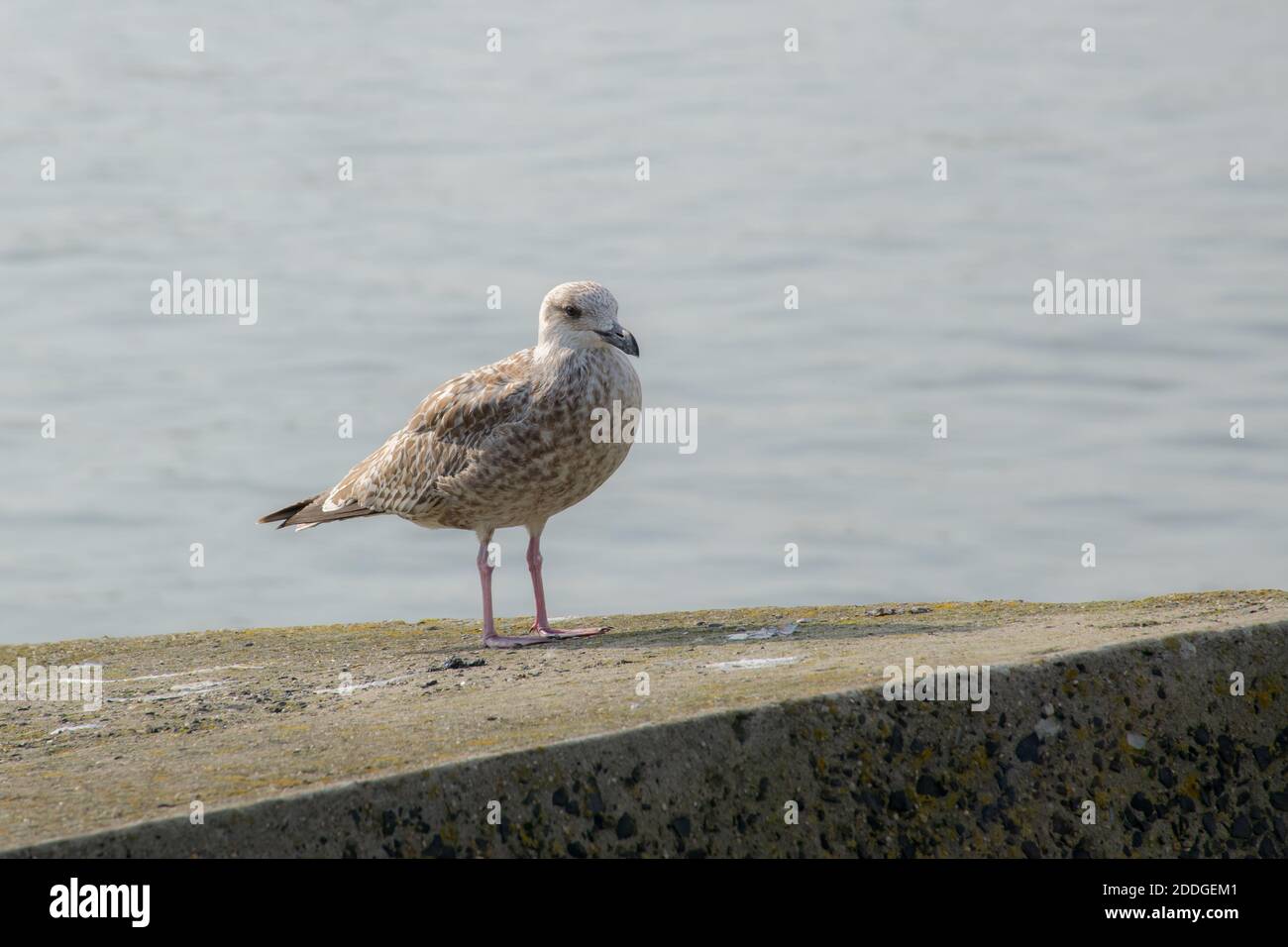 Gull Blocks Vertebreate hi-res stock photography and images - Alamy