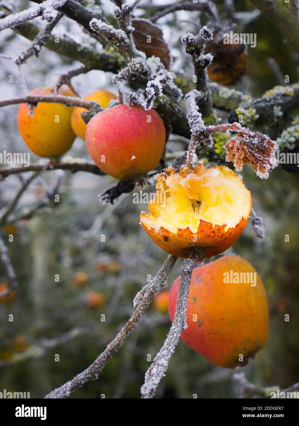Apples left hanging on a tree to provide food in winter for birds and other flying wildlife in an English garden in UK Stock Photo