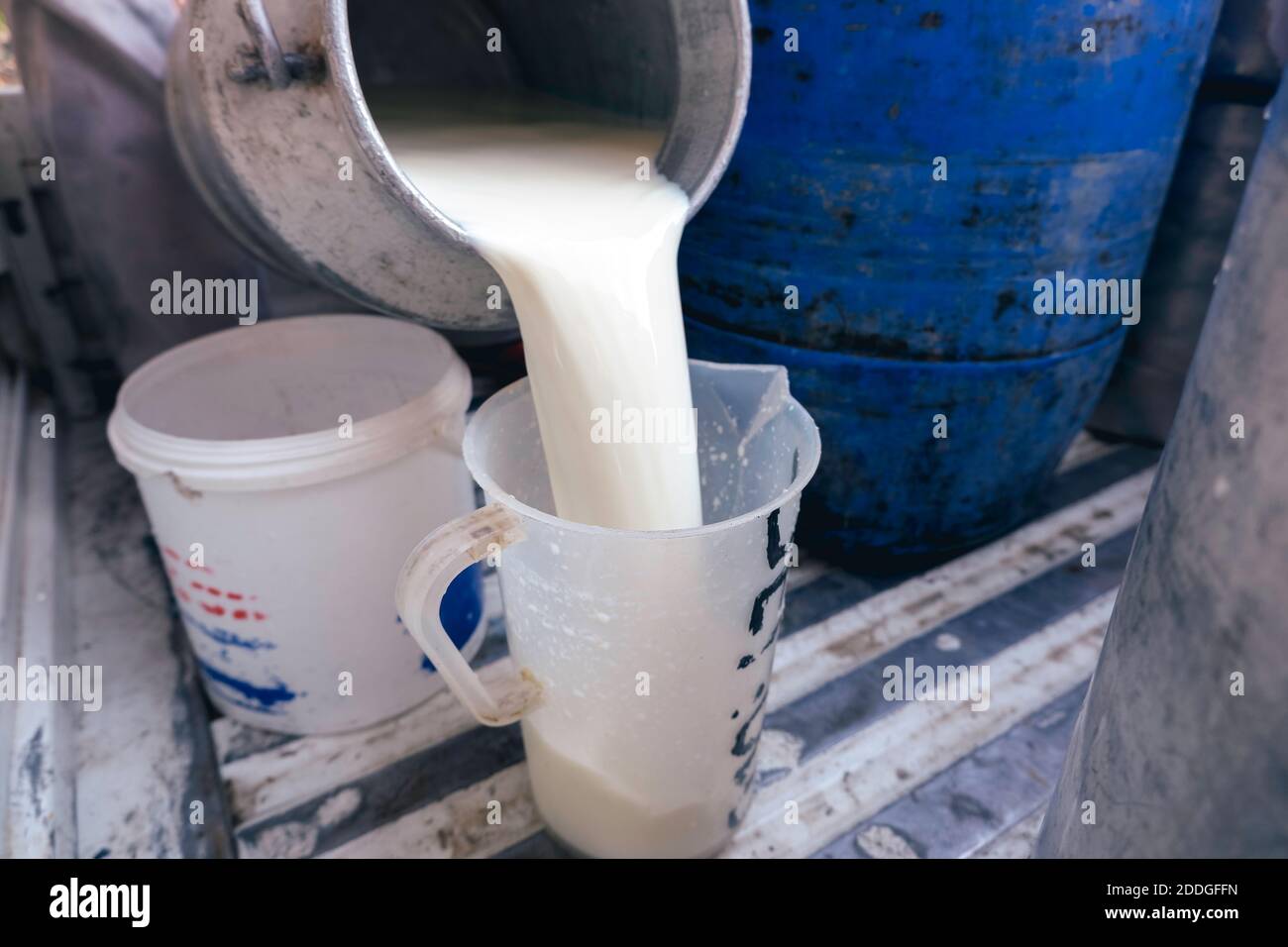 Farmer pouring raw milk from dairy farm into container for selling to