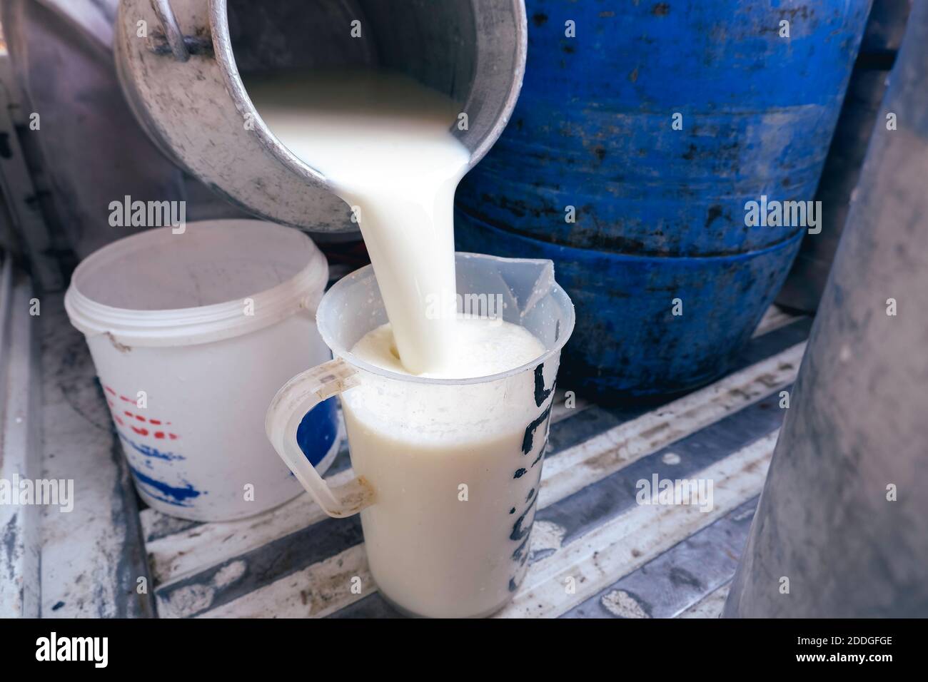 Farmer pouring raw milk from dairy farm into container for selling to
