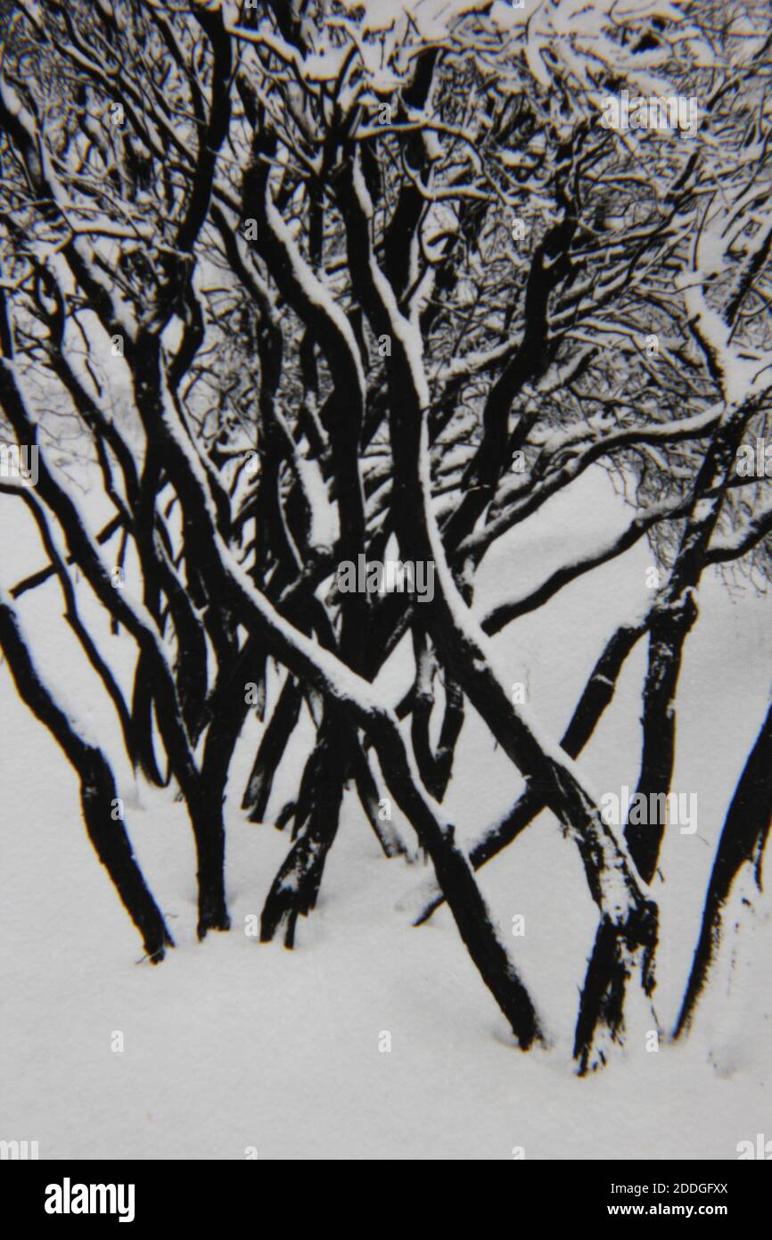 Fine 1970s vintage black and white photography of the natural beauty of ...