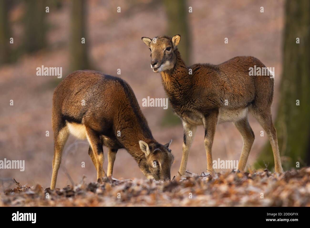 Two mouflons standing in forest in autumn nature. Stock Photo