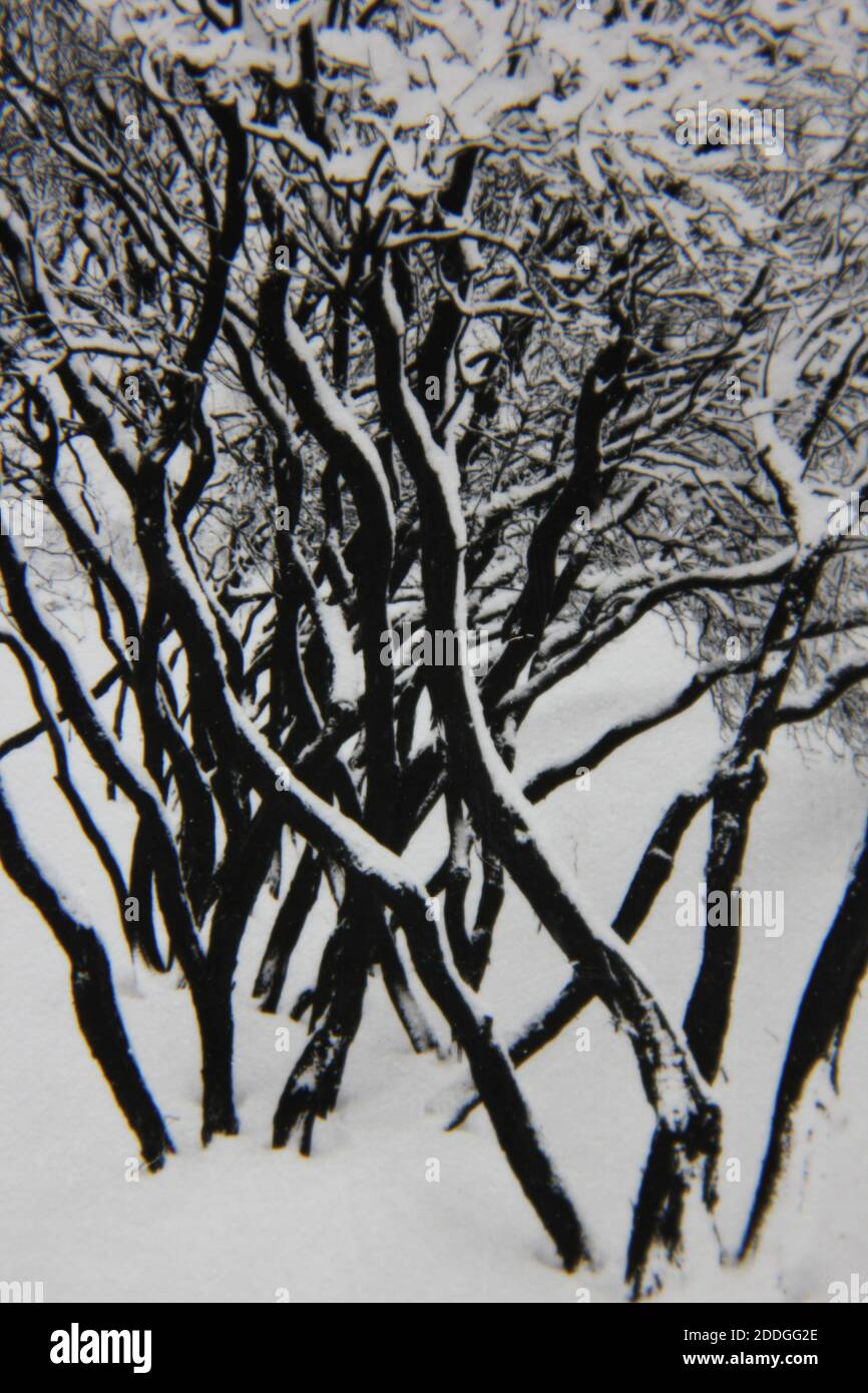 Fine 1970s vintage black and white photography of the natural beauty of ...