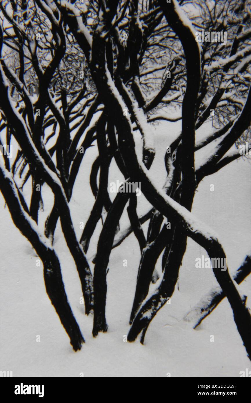 Fine 1970s vintage black and white photography of the natural beauty of ...