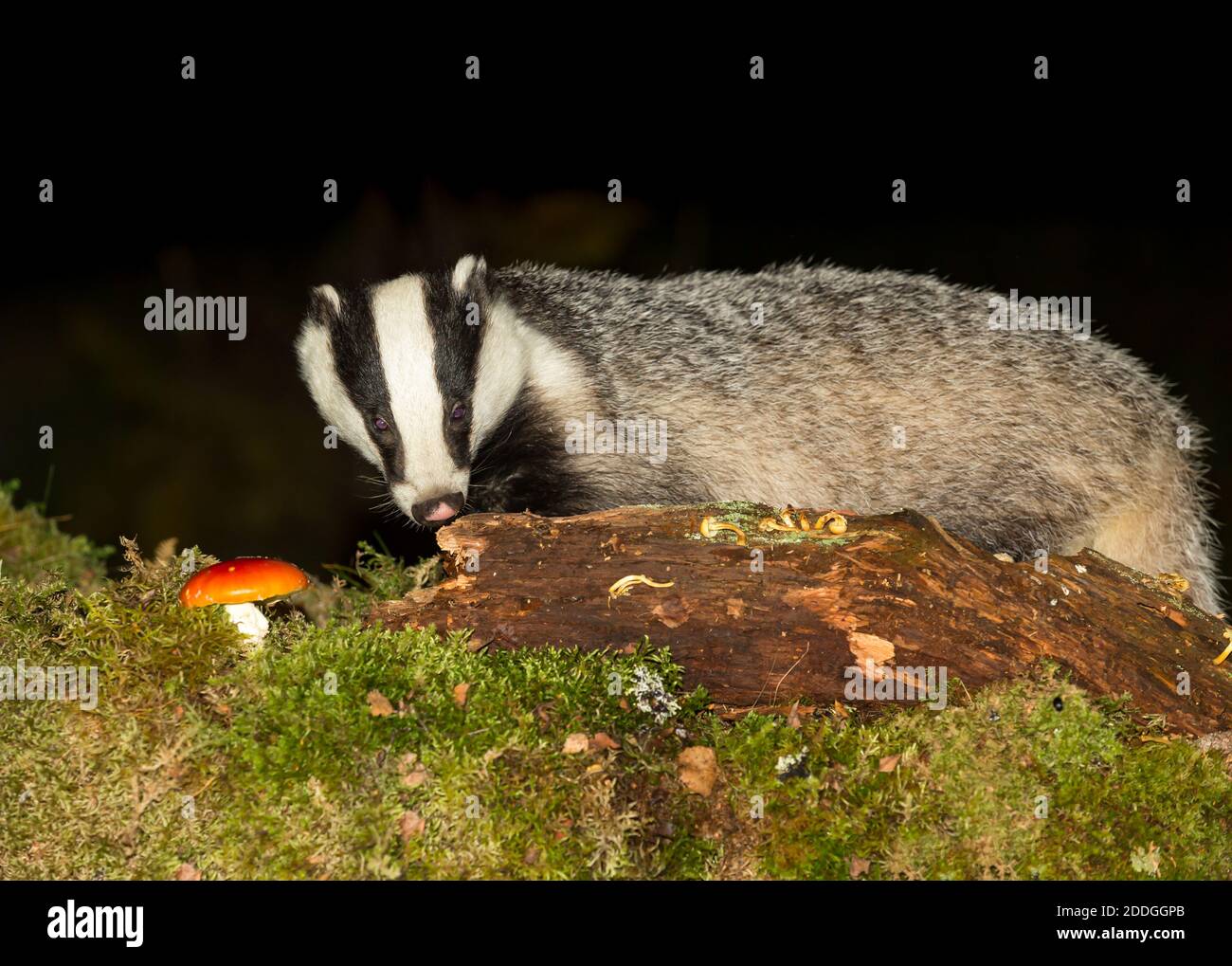 Badger, Scientific name, Meles Meles.  Wild, native badger foraging on a decaying log at night time. Facing forward with green moss and red Fly Agaric Stock Photo