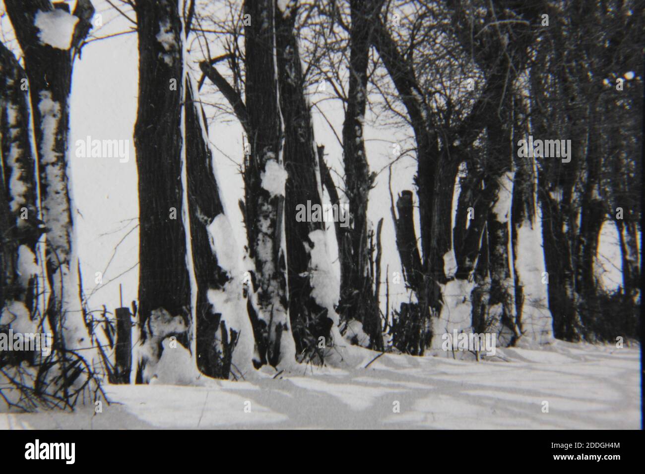 Fine 1970s vintage black and white photography of the natural beauty of ...