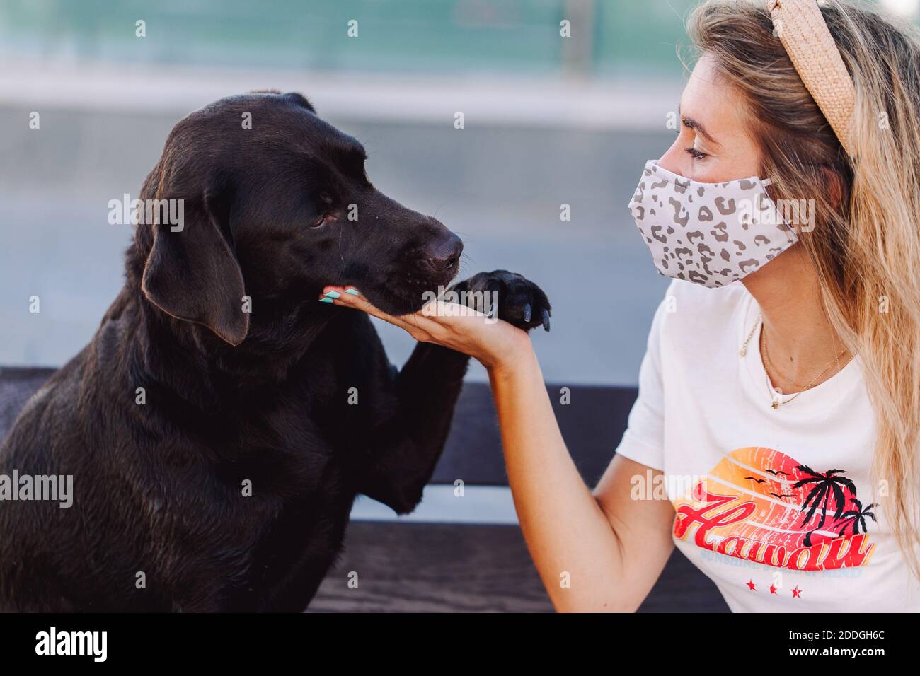 Are Labrador Dogs Protective
