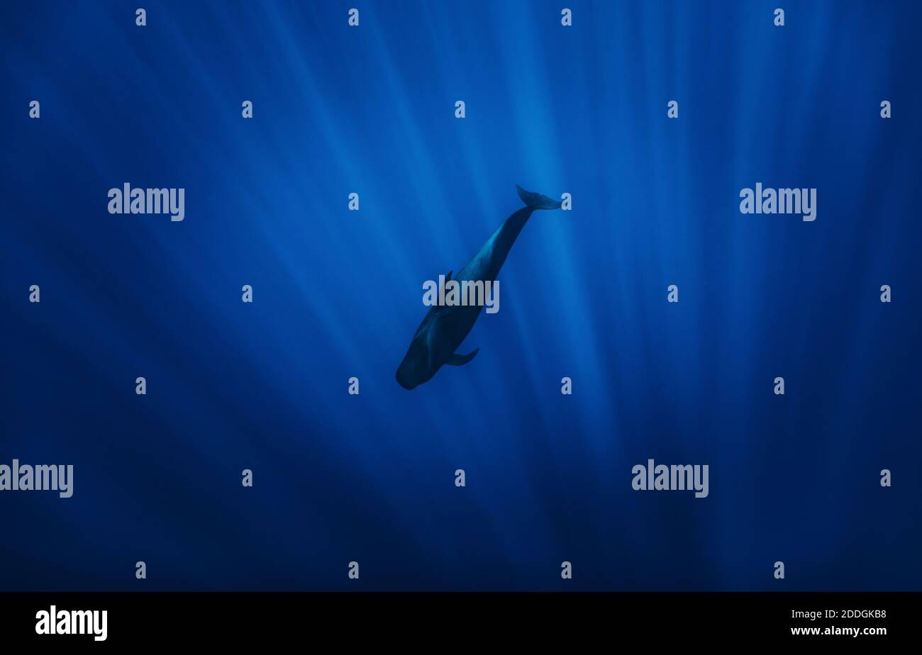 From below of amazing pilot whale swimming in dark blue sea water in ...