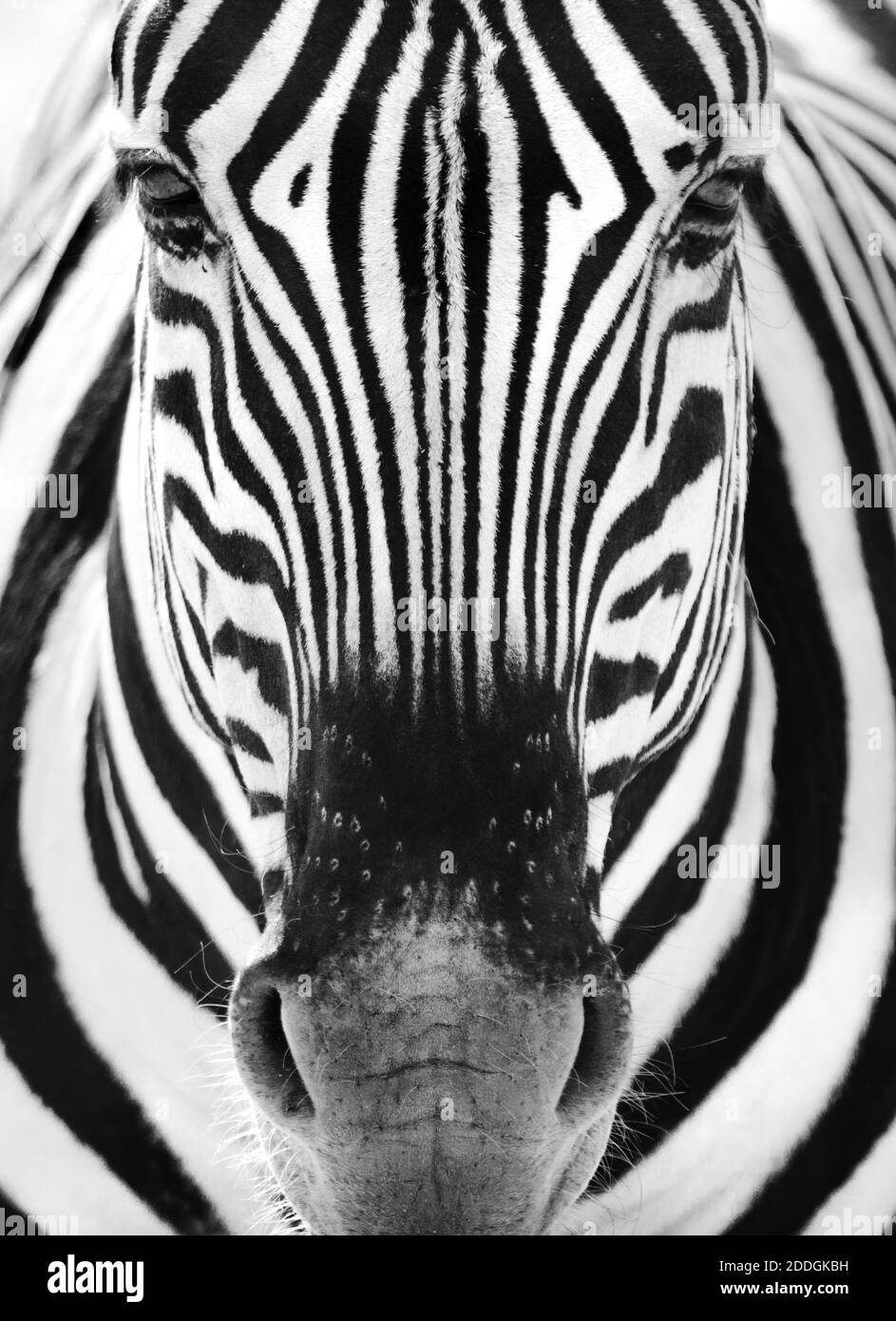 Black and white zebra grazing in dry meadow in savanna Stock Photo Alamy