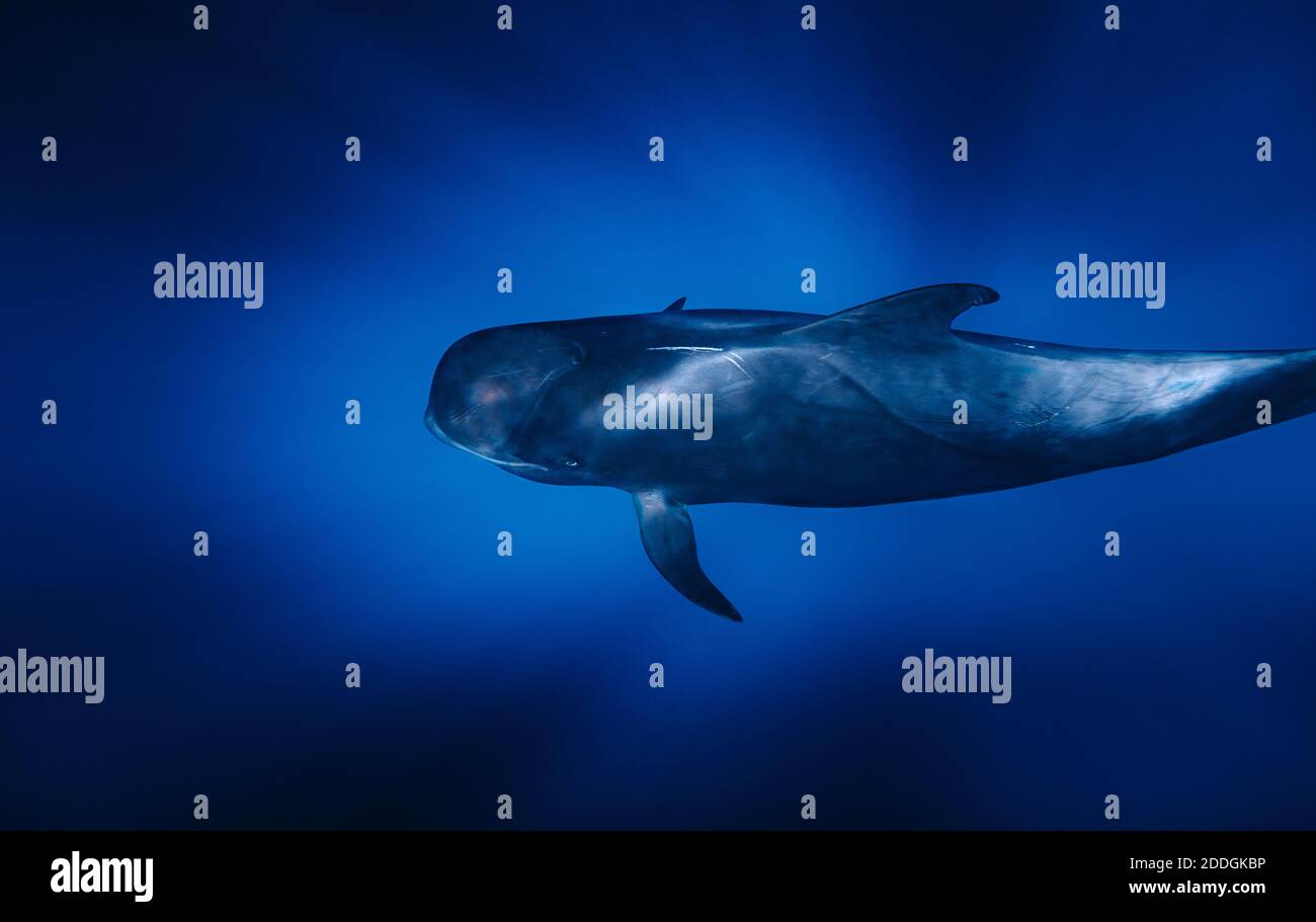 From above of amazing pilot whale swimming in dark blue sea water in ...