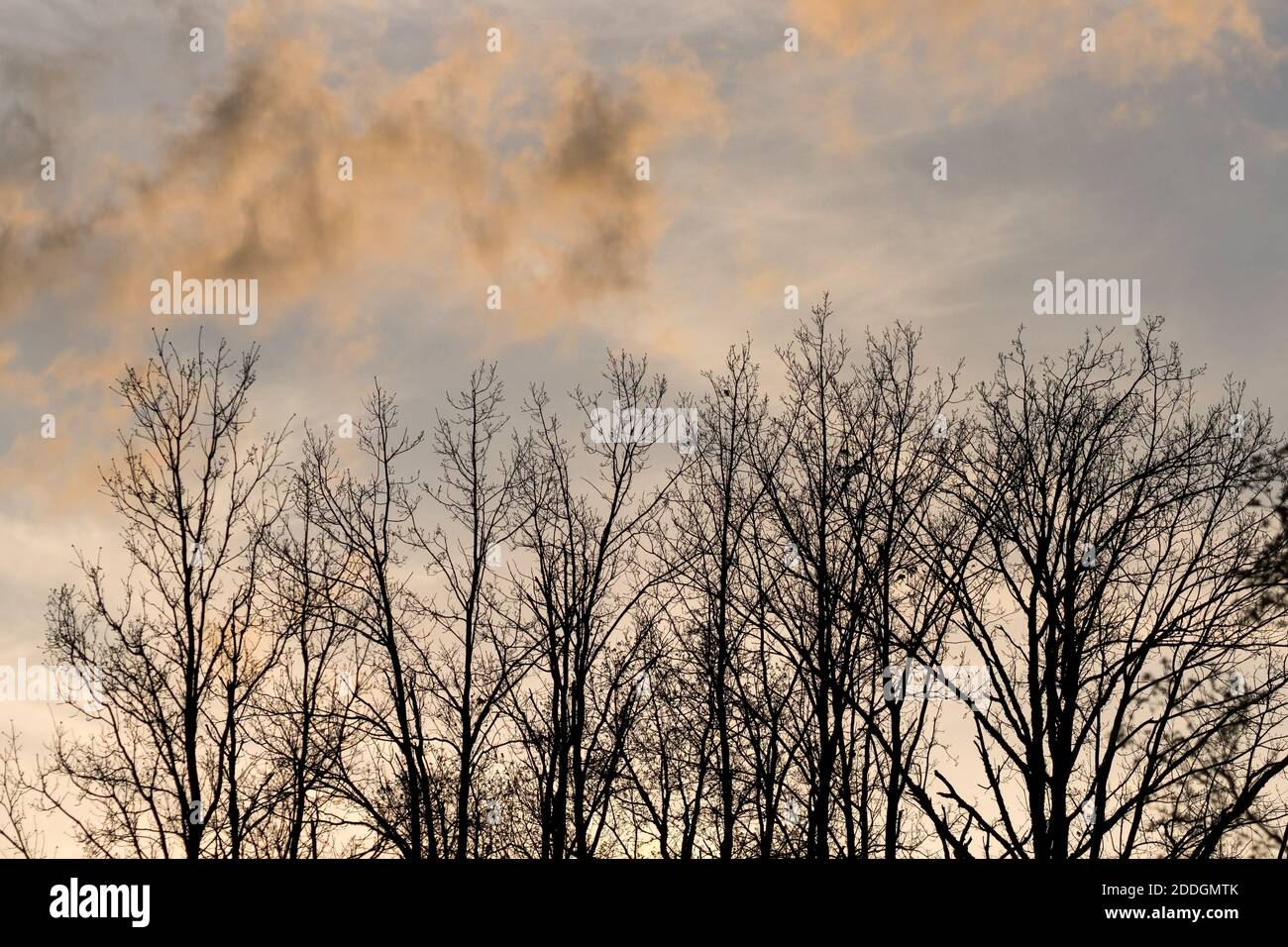 Sunset reflecting off clouds over silhouetted trees in winter Stock Photo