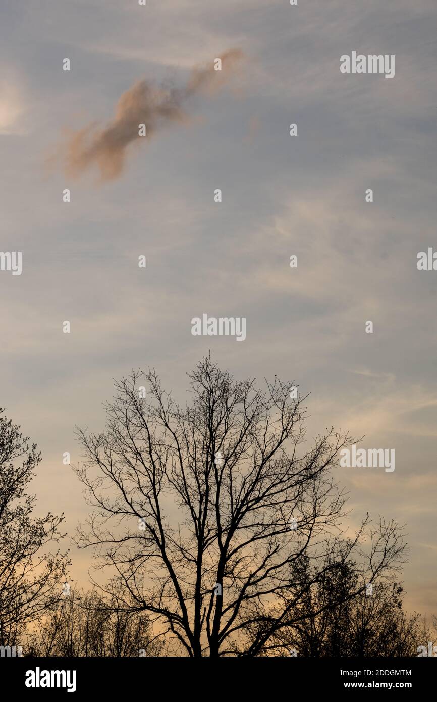 Sunset reflecting off clouds over silhouetted trees in winter Stock Photo
