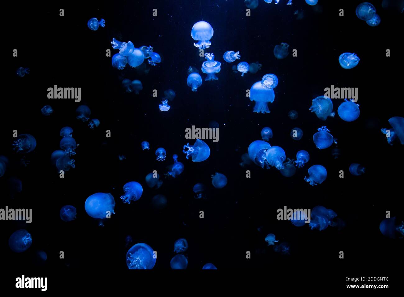 many bioluminescent jellyfish illuminated by blue light floating in ...