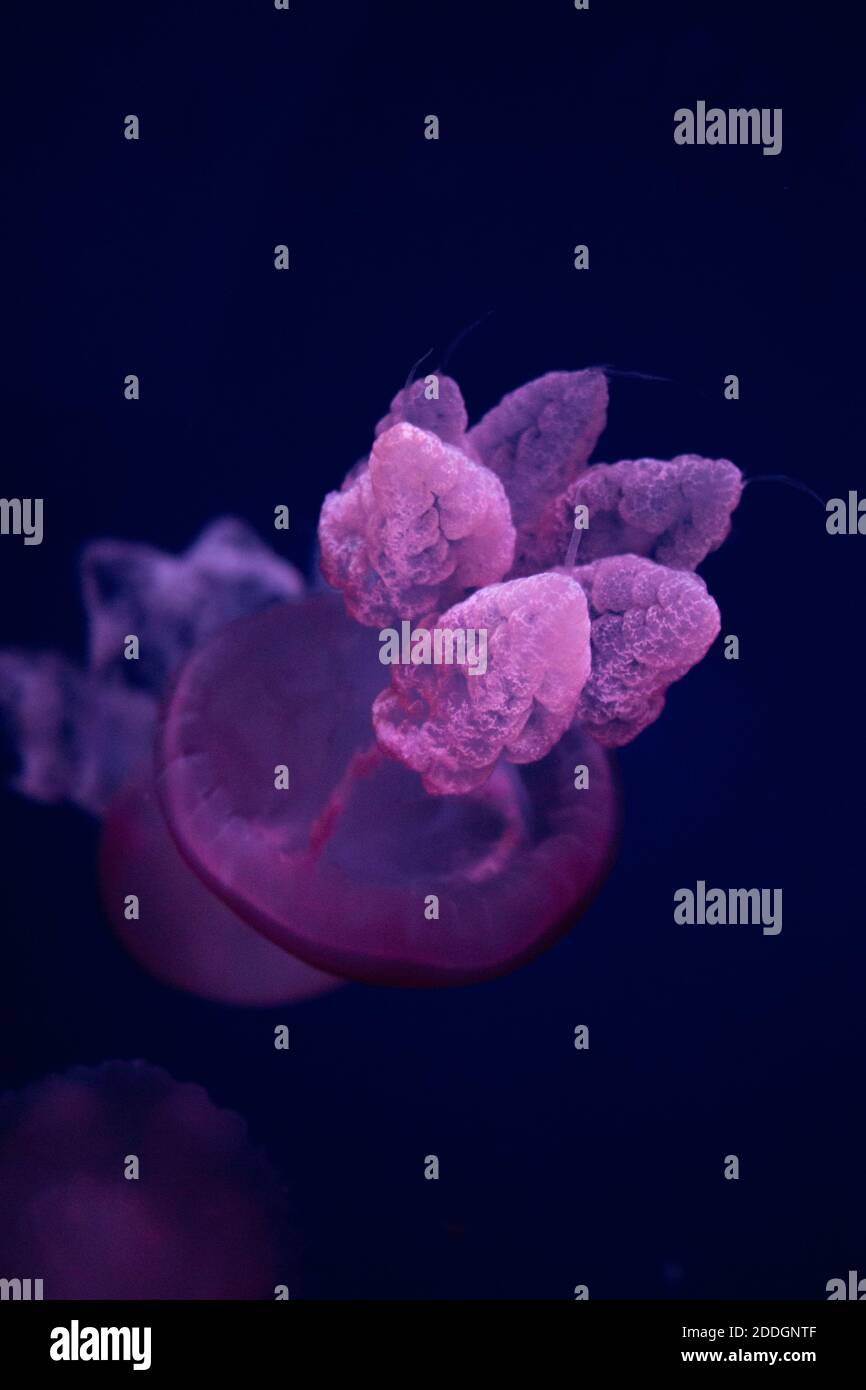 Bright pink glowing jellyfish with bioluminescent body and tentacle&amp;#39;s ...