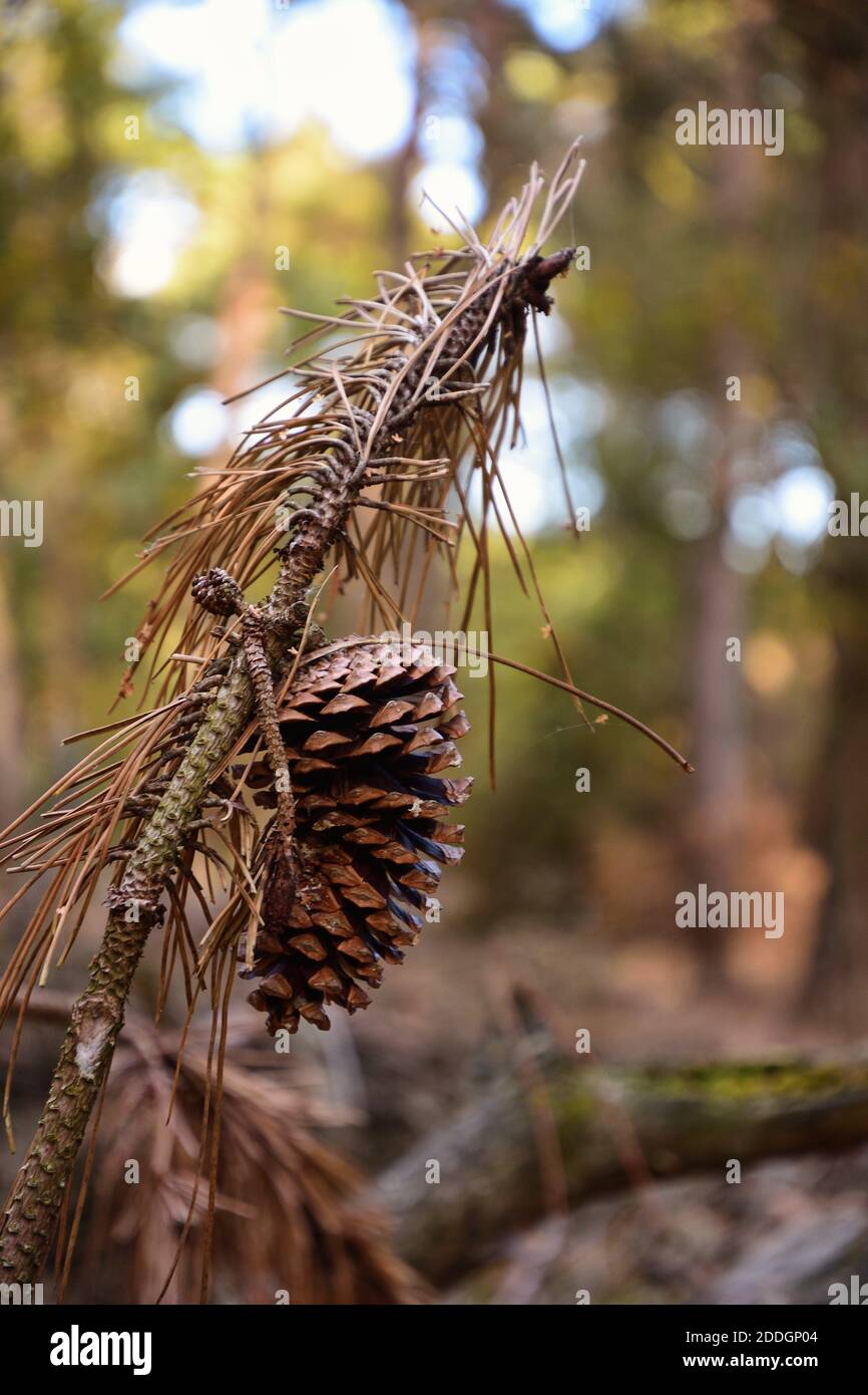 pine cones hanging on the branch Stock Photo