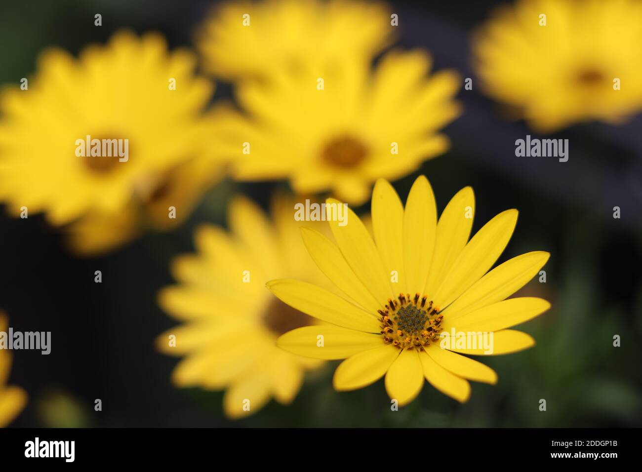 Closeup view of yellow aster and blurred background with asters Stock Photo