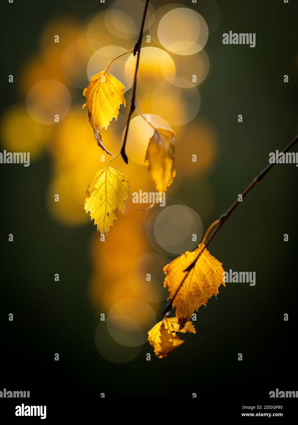Fall in Vic Stock Photo