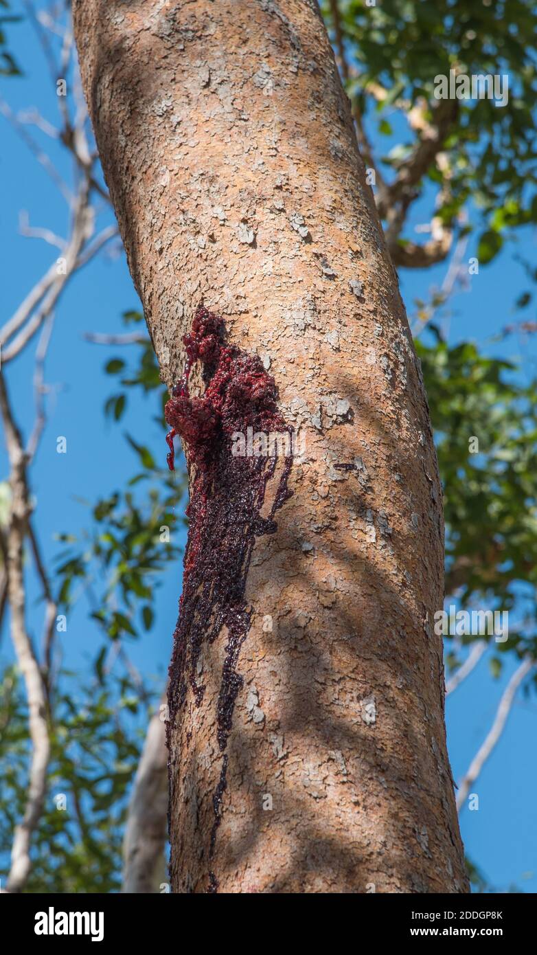 Oozing Sap High Resolution Stock Photography and Images Alamy