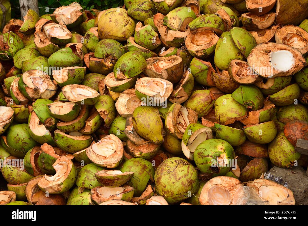 fresh coconut cutted in the Philippines Stock Photo Alamy