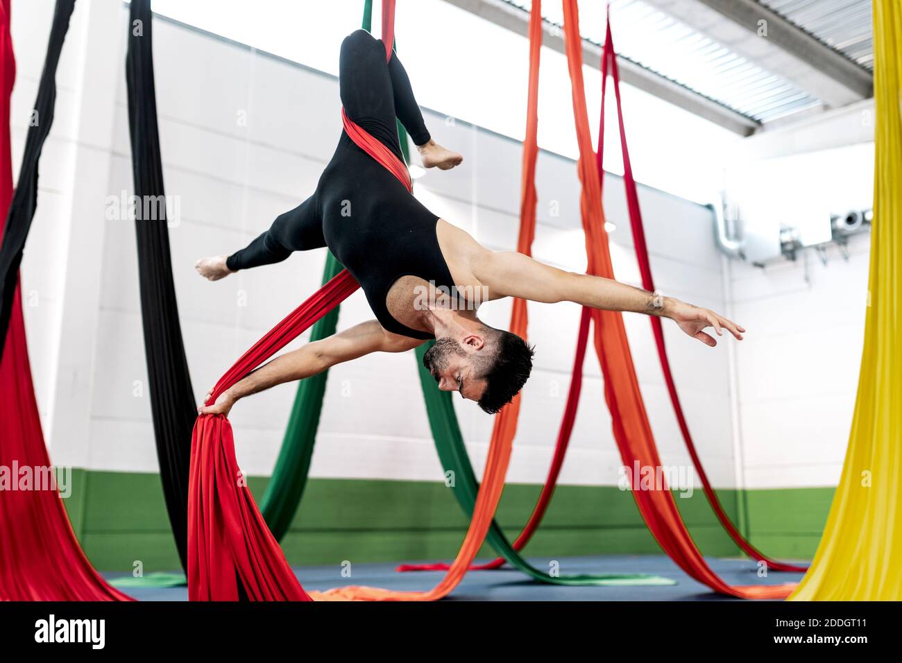 Bearded adult dancer in black leotard hanging upside down on aerial silk during rehearsal in studio Stock Photo