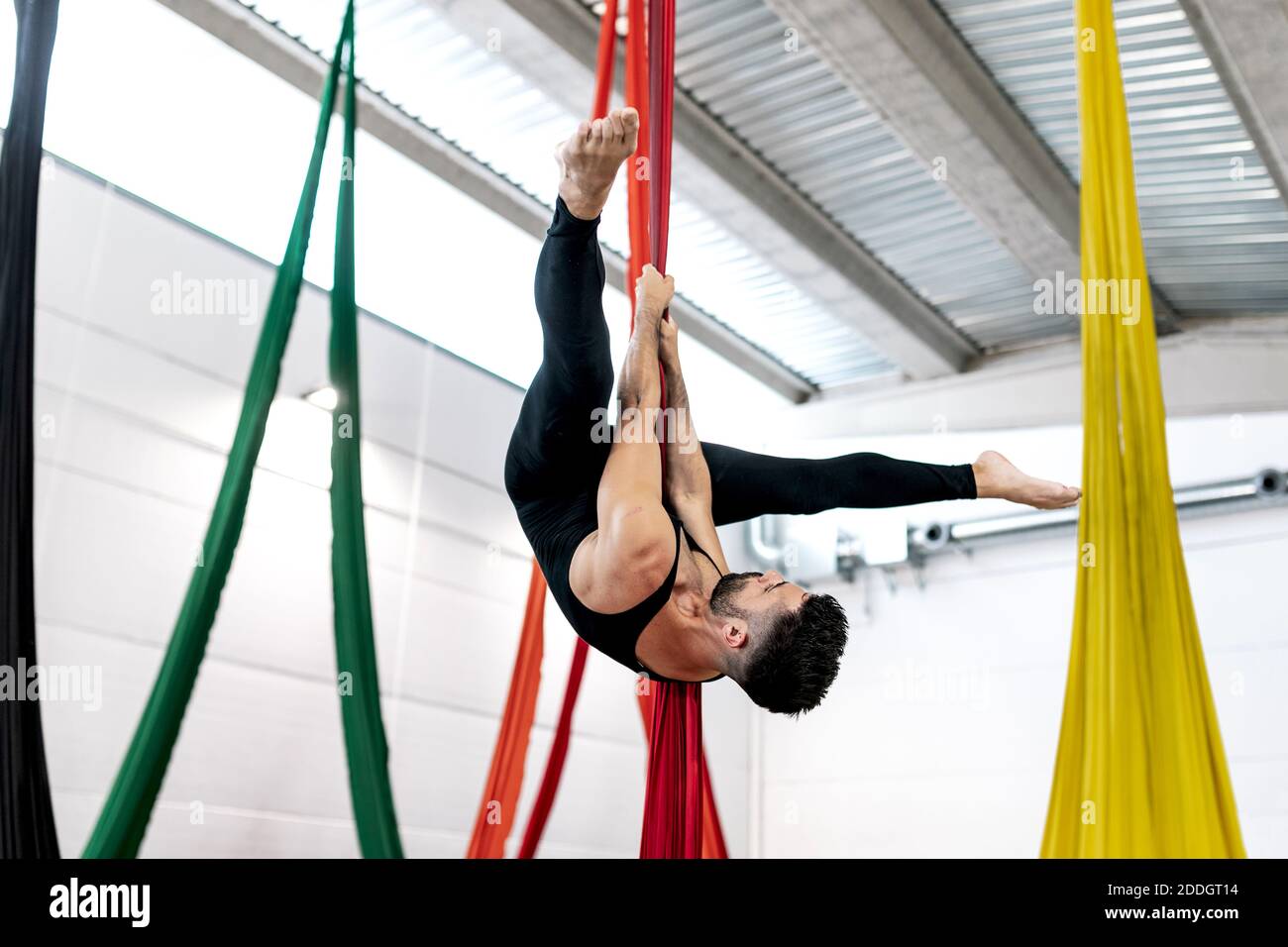 Bearded adult dancer in black leotard hanging upside down on aerial silk during rehearsal in studio Stock Photo