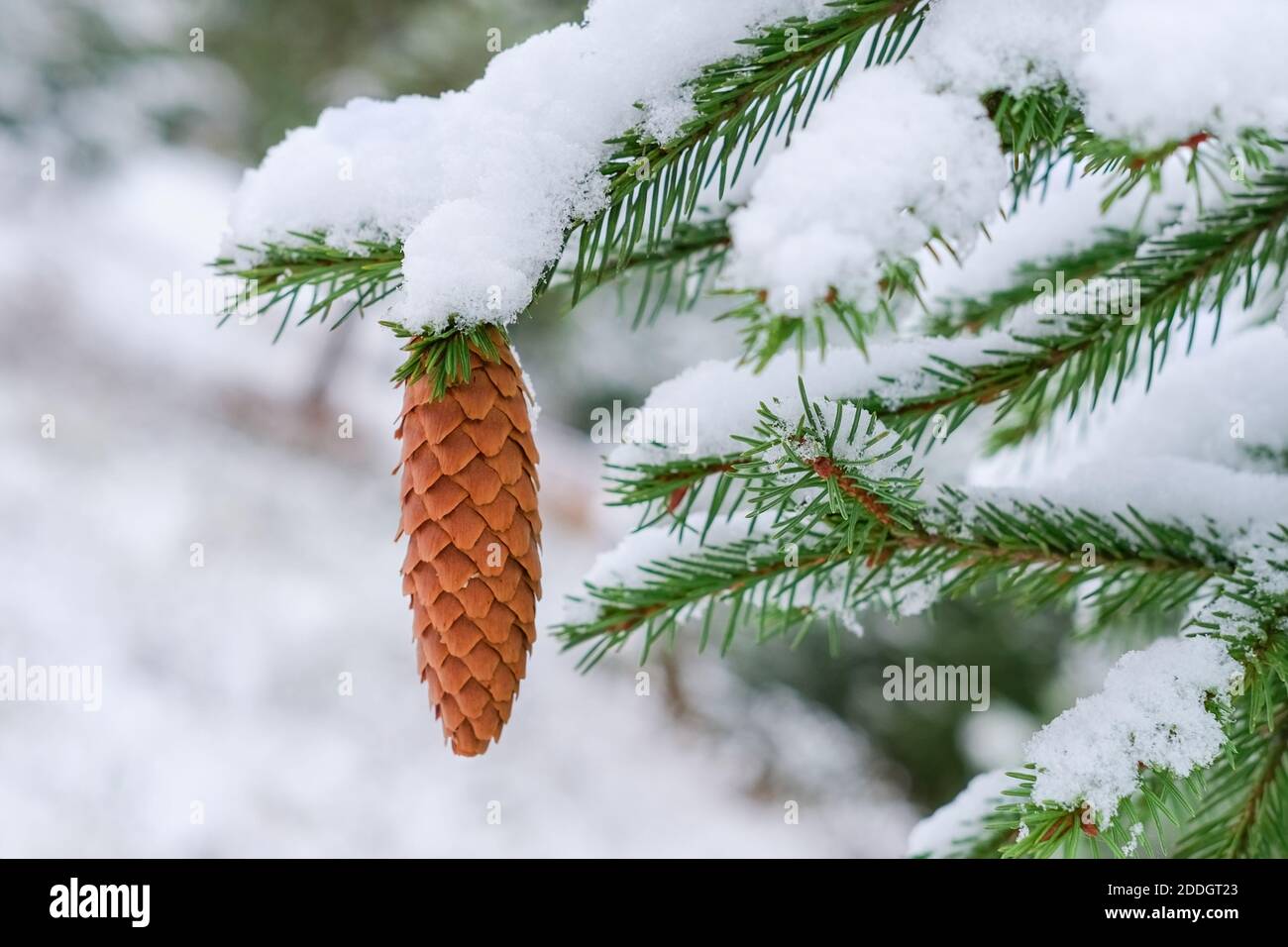 Picea abies (the Norway spruce) or European Spruce branches with big young long cone covered white fluffy first snow on winter blurred background. Stock Photo