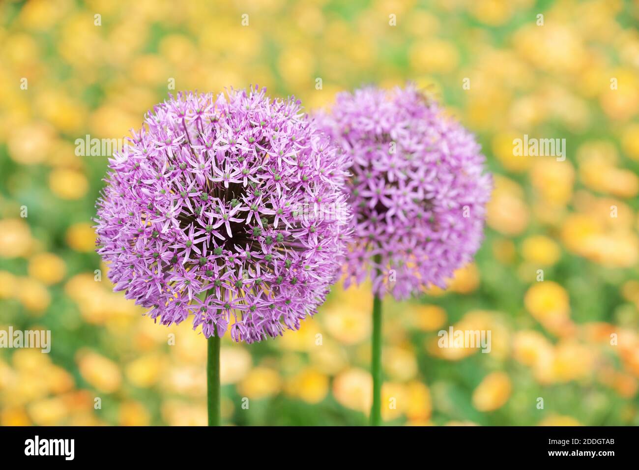Allium senescens subsp. montanum Stock Photo