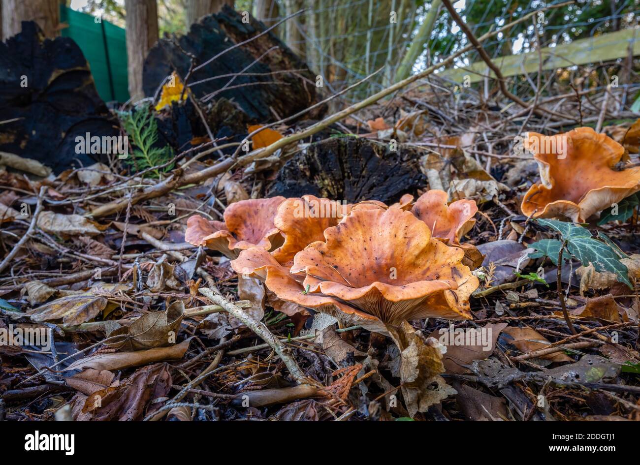 Orange peel fungus (Aleuria aurantia) fruiting bodies growing at leaf litter on Whitmoor Common, Worplesdon, Surrey Stock Photo