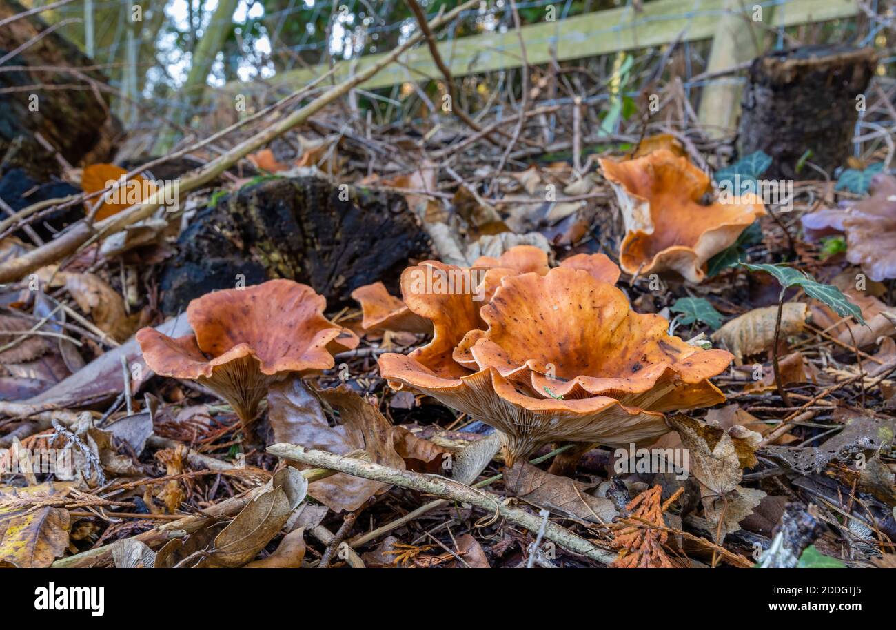 Orange peel fungus (Aleuria aurantia) fruiting bodies growing at leaf