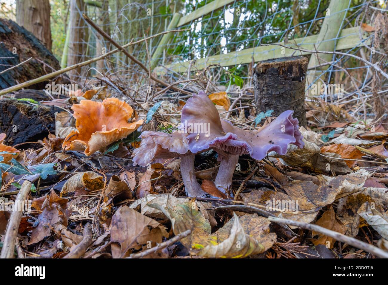 Wood Blewit (Clitocybe nuda) and Orange Peel Fungus (Aleuria aurantia) fruiting bodies growing at leaf litter on Whitmoor Common, Worplesdon, Surrey Stock Photo