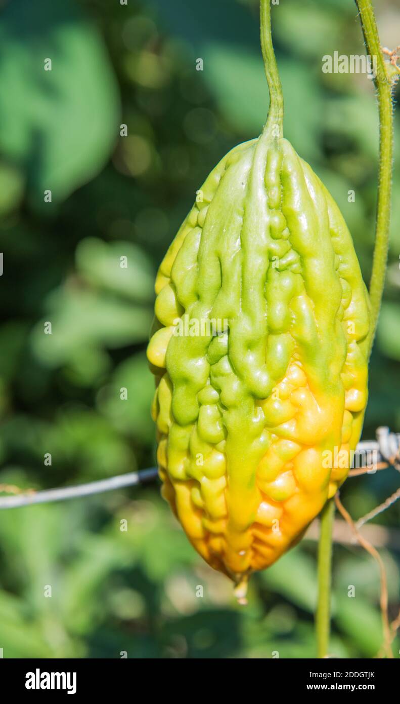 Bump fruit hires stock photography and images Alamy