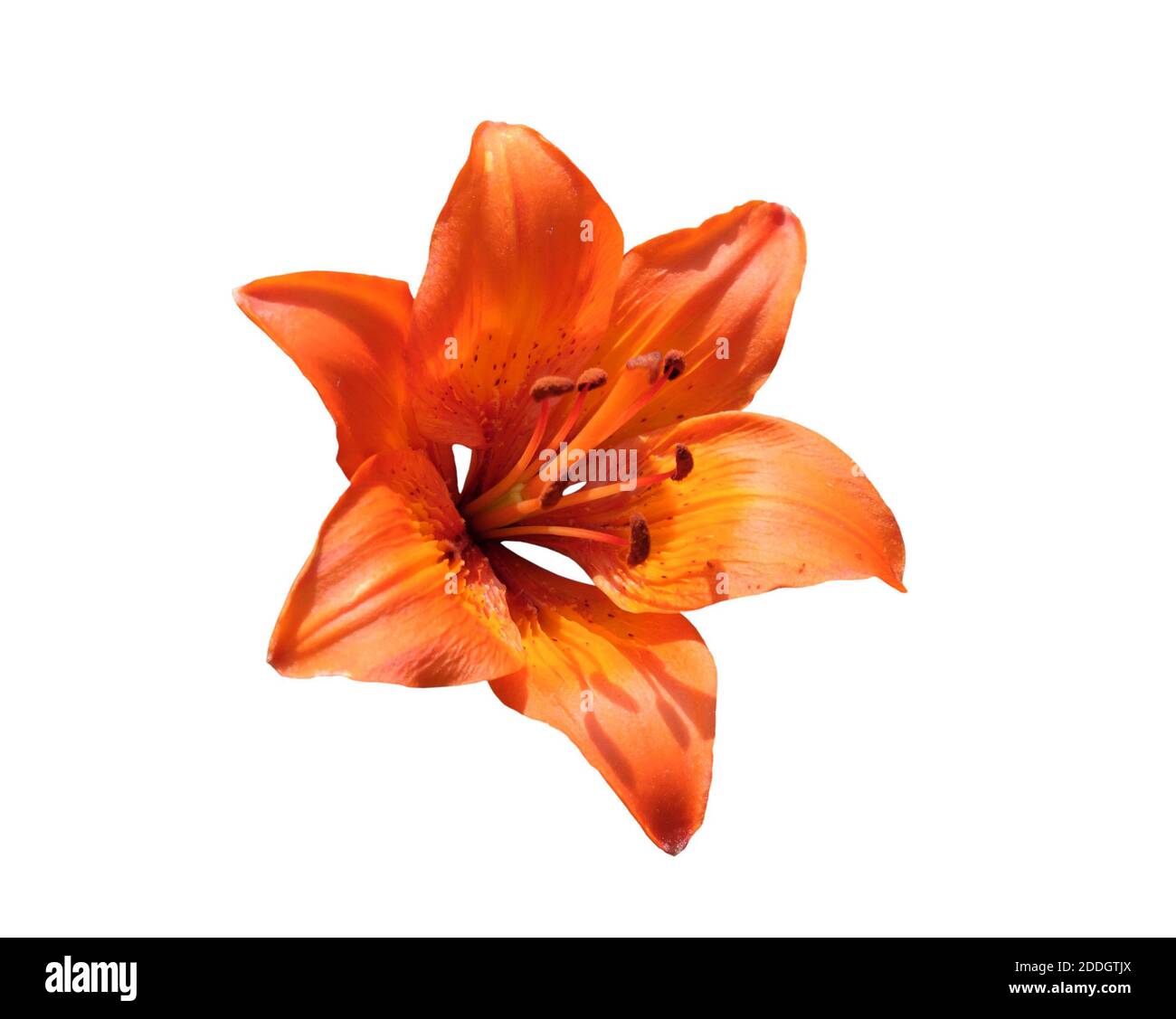 Brightly orange lily flower. Beautiful flower with orange petals. Isolated on a white background