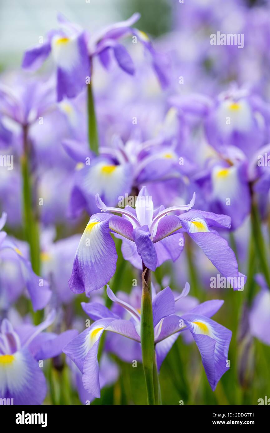 Iris cycloglossa. Afghani iris. Close-up of flowers Stock Photo