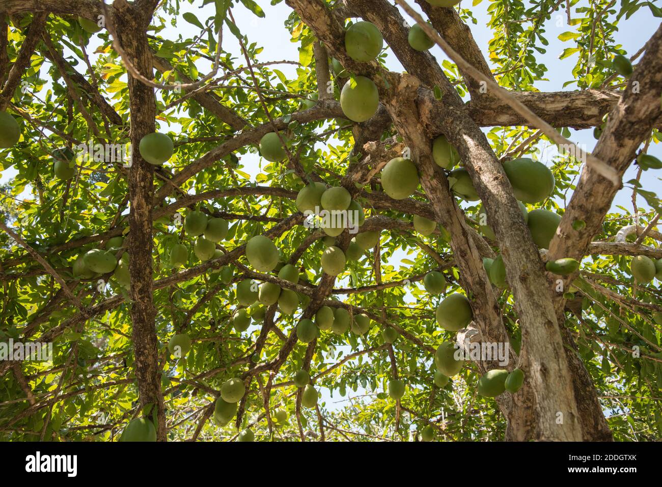 Low angle view of calabash tree with an abundance of large fruit and lush foliage on a sunny day
