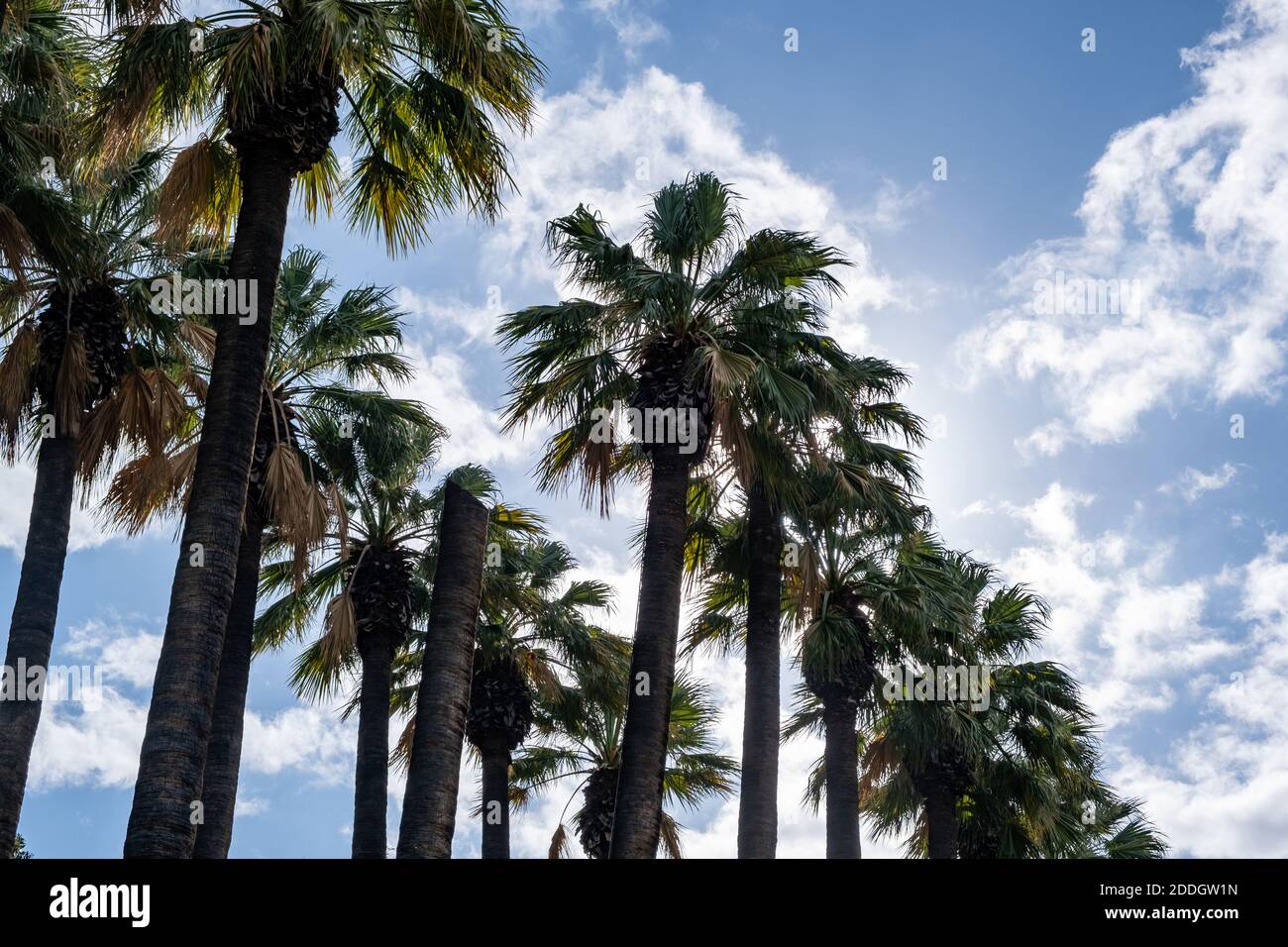 Blue sky green palm trees hi-res stock photography and images - Alamy