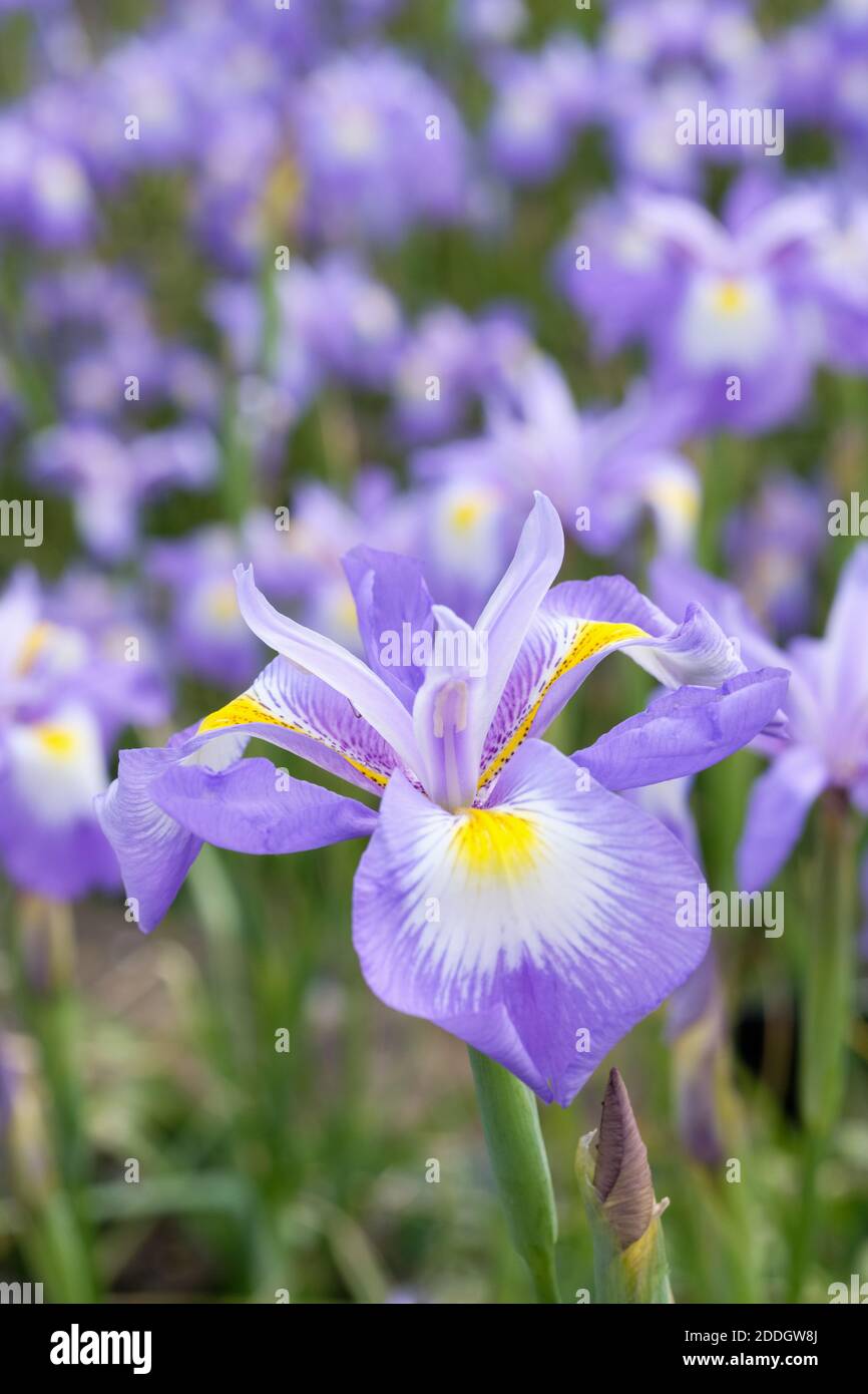 Iris cycloglossa. Afghani iris. Close-up of flowers Stock Photo