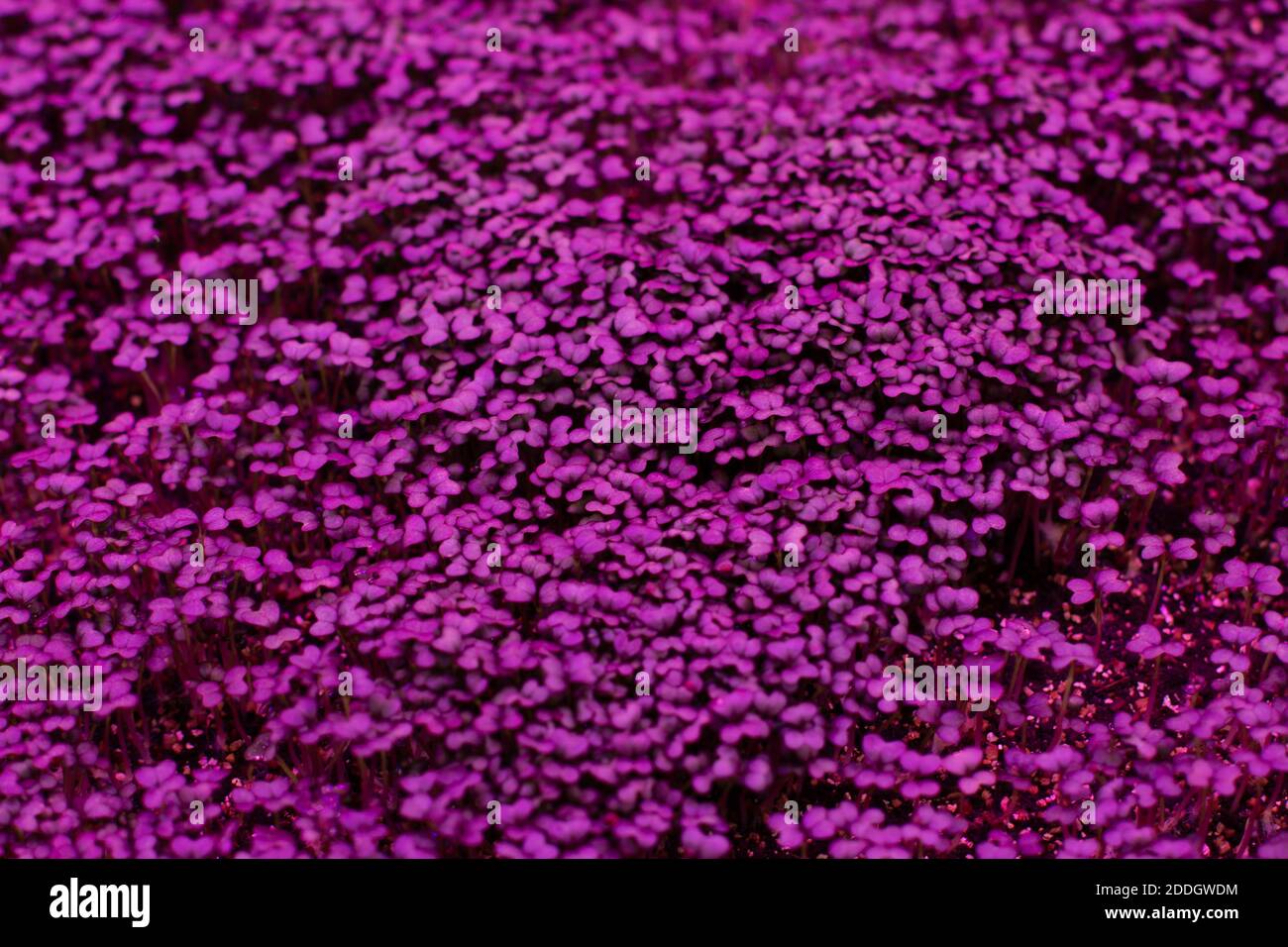 Growing organic plants without sun, purple ice lighting for indoor plants. Purple pink background Stock Photo