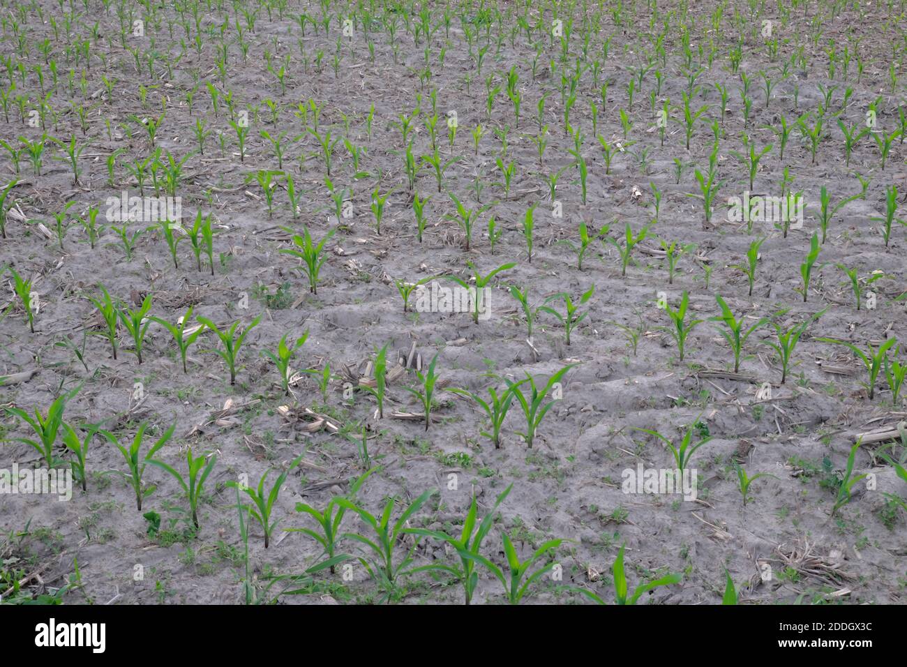 Corn stalks grow in rows in a field in the evening. Agricultural field