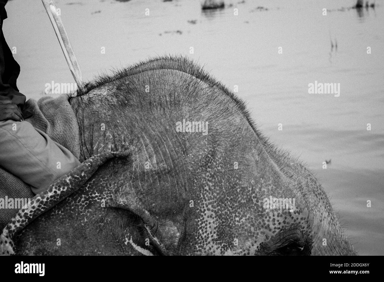 Large male Indian Elephant and Wild Water Buffalo at Kaziranga National Park, Asam, India Stock Photo