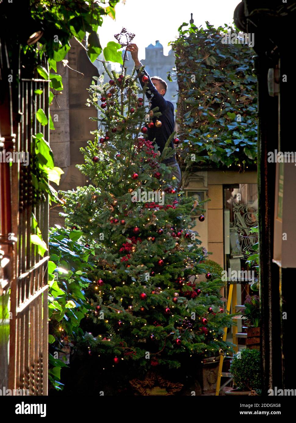 Edinburgh city centre, Scotland, UK. 25 November 2020. Sunny and cool temperature of 7 degrees in the city centre beginning to feel a little more festive with seasonal decorations being put in place. Pictured: Steven manager of the Witchery restaurant finishing decorating the Christmas Tree by placing a star on top at the entrance to the famous restaurant. Credit: Arch White/ Alamy Live News. Stock Photo