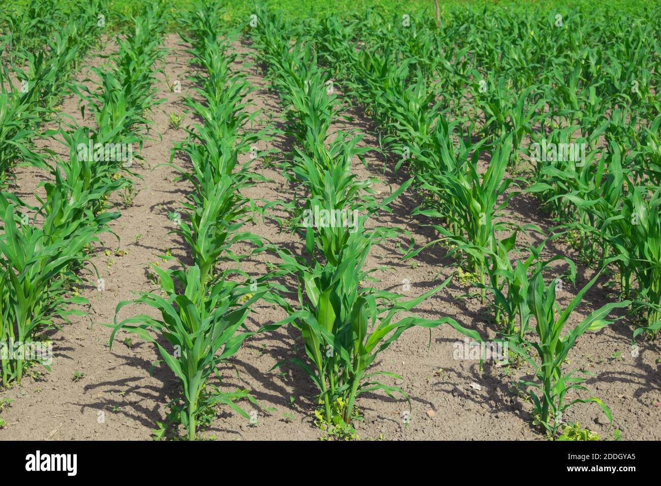 The stalks of young corn grow in the field Stock Photo Alamy