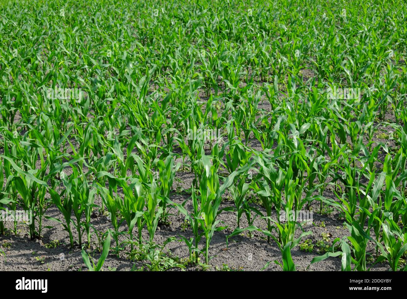 The stalks of young corn grow in the field. Stock Photo