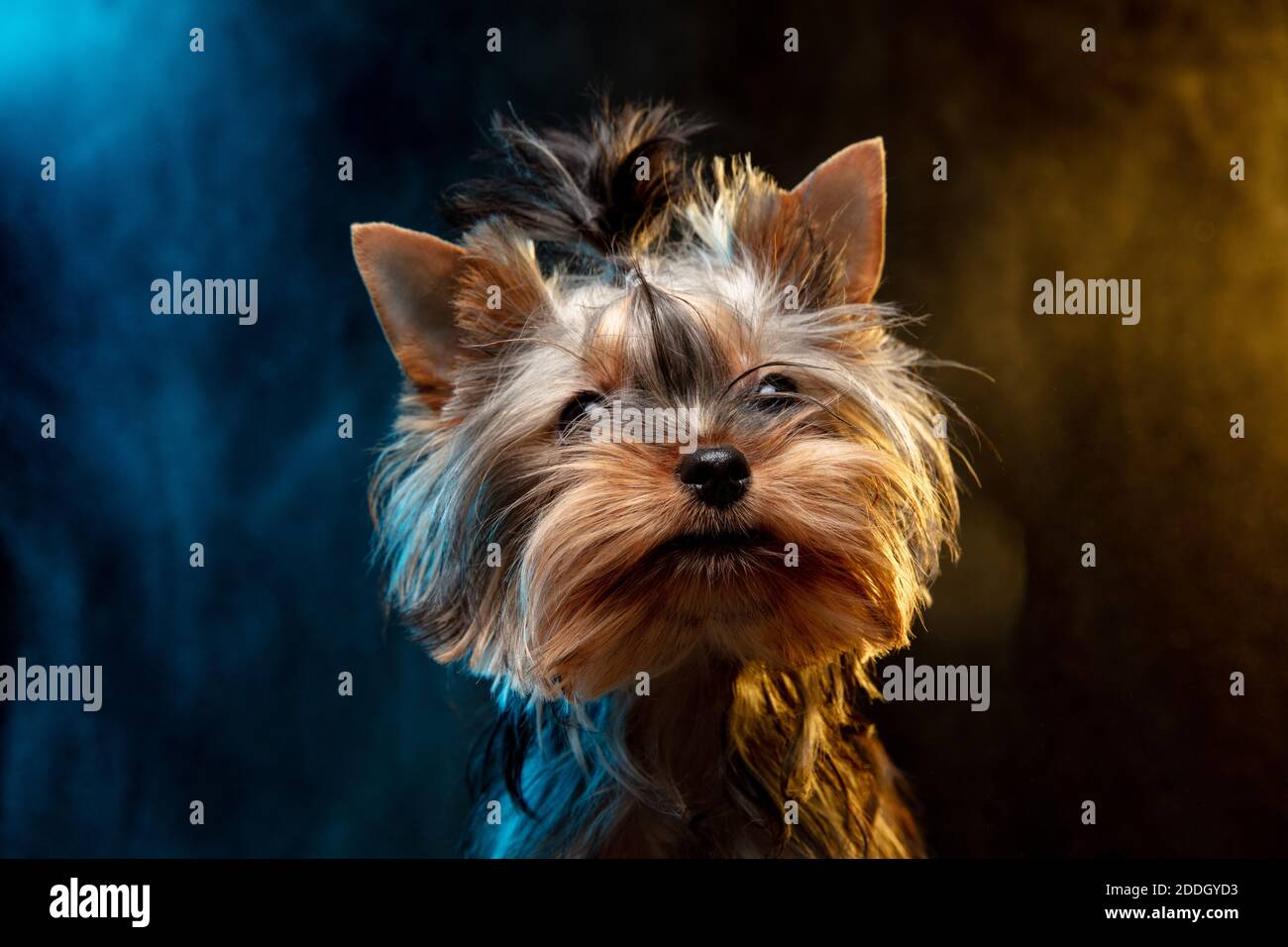 Do Yorkies Like To Be Petted