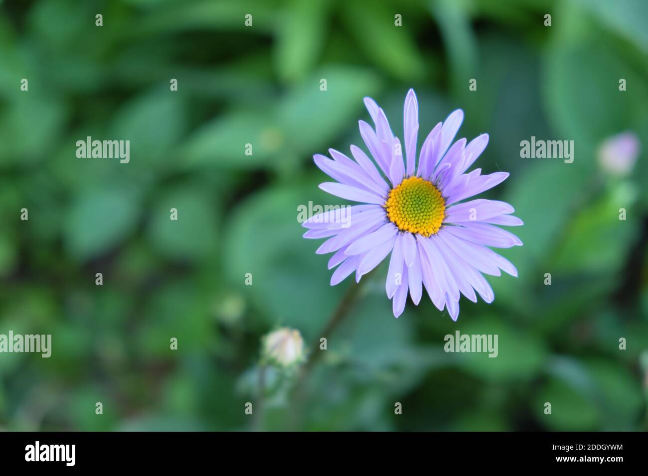 Daisy flower with purple petals. Beautiful wild flower. Stock Photo