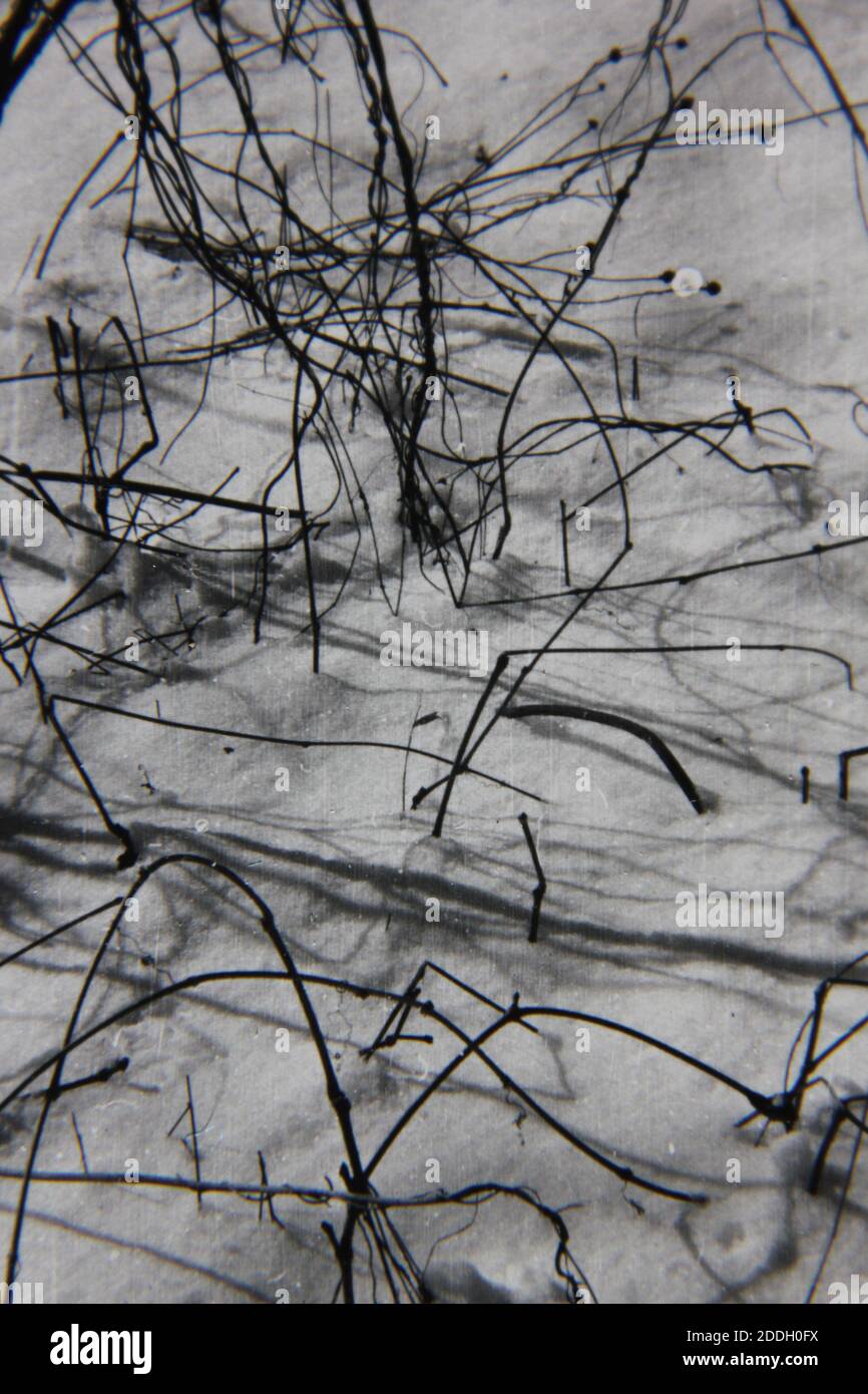 Fine 1970s vintage black and white photography of the natural beauty of ...