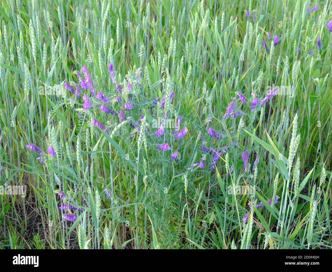 Spring vetch grows among ears of wheat. Violet wildflowers. Vika ...
