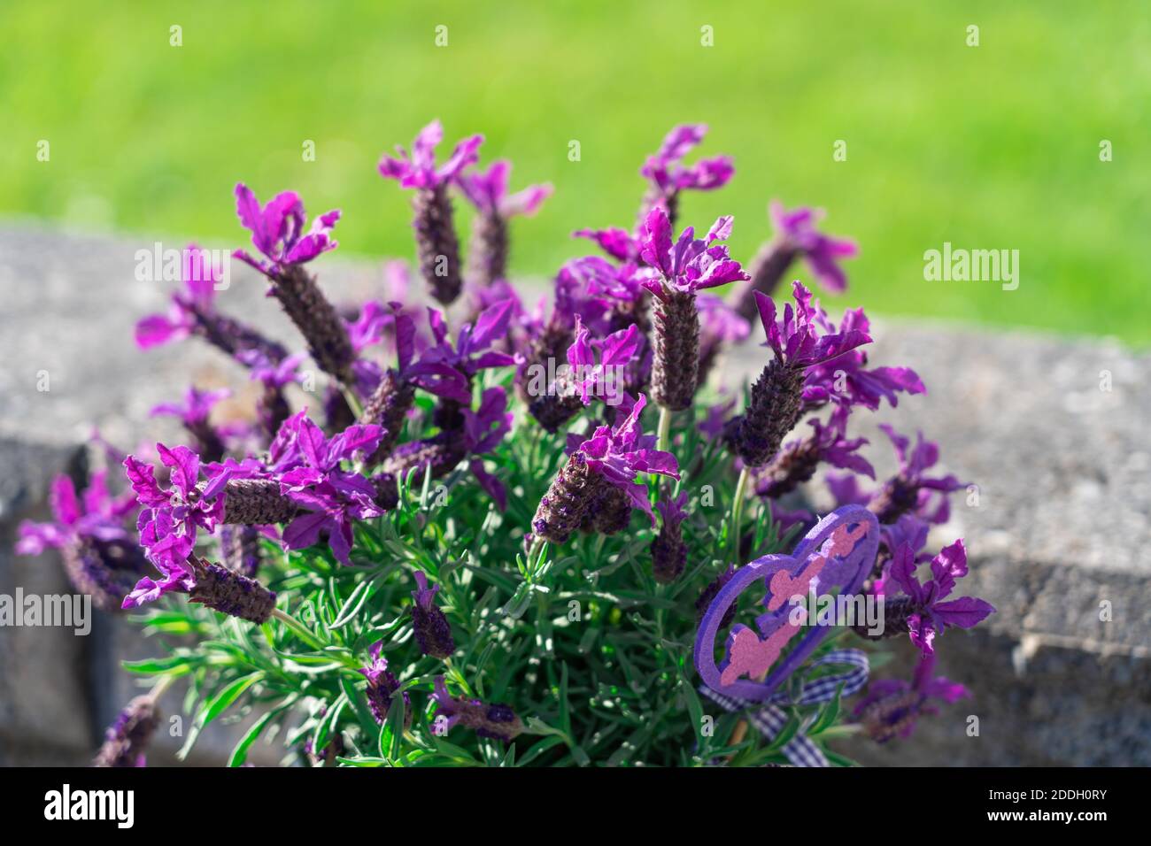 A selective focus shot of purple lavender flowers in the garden Stock ...